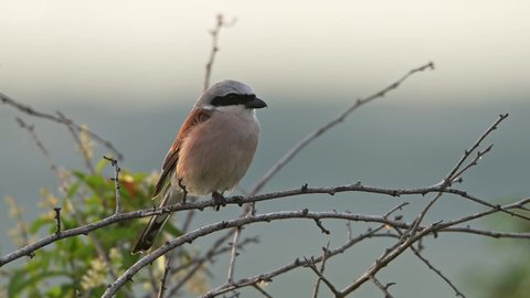 Red-backed shrike bird (Lanius collurio) perched on  a branch at beautiful evening light.