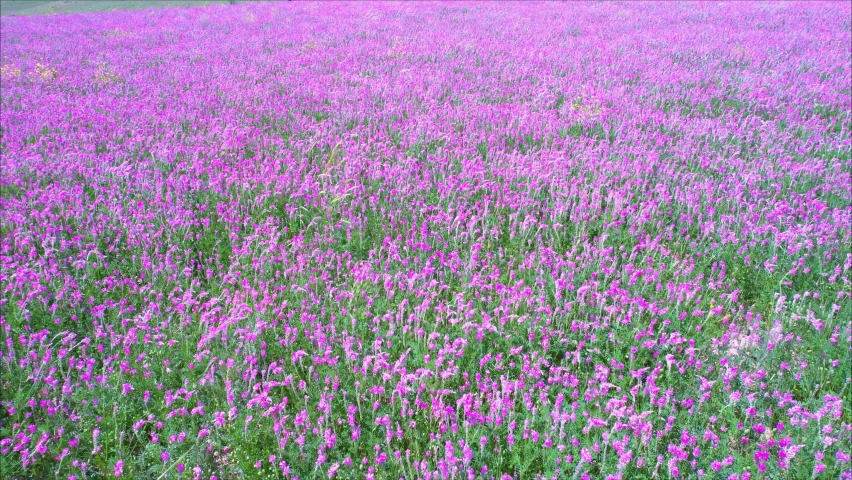 Flying over a blooming field with pink flowers on a bright sunny day. rapid flowering of sainfoin Royalty-Free Stock Footage #1074662270