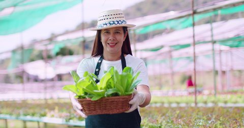 Smiling Asian female farmer with long hair wearing a hat, white t-shirt, white gloves, gray apron.Vegetables are being put in small baskets in a hydroponics vegetable farm in the foothills and nature.