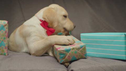 Cute Labrador retriever puppy unwrapping present laying on couch. Exited young dog happy to celebrate birthday with gifts.