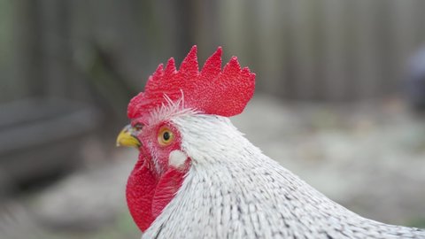Close up portrait of adult rooster face with red comb, white and grey plumage. Beautiful cock crowing, look at camera with question on blurred background of chicken coop on ranch. Farm in Russia