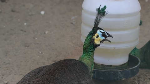 Green peafowl is sitting in the slow motion 120fps