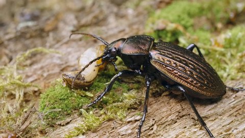 Ground beetle Carabus ullrichii foraging on a slug, predatory copper bug eating