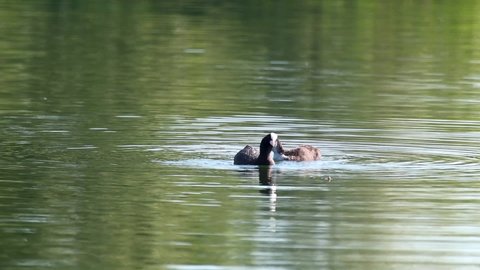 Eurasian coot with chick, common coot feeding. Water birds eating and diving on mirror green lake water surface. Wildlife birds watching