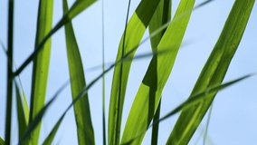 Green tall grass on pure blue water background waving in the wind. Summer vacation relaxation by the river. Greenery blades close-up