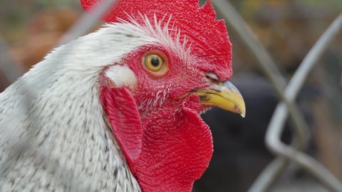 Closeup face portrait of big pretty cock with yellow eye, red comb, white feathers. Confident rooster stands, looks carefully through a metal wire netting fence at camera. Chicken ranch or bird farm