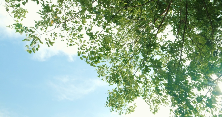 Looking up trees blowing in the wind with blue sky. Azure sky and bright cloud in daytime is beautiful. Branch of tree is beautiful bright green leaf and It is refresh for looking on summer time Royalty-Free Stock Footage #1074668945
