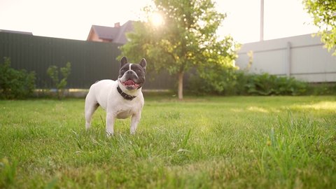 Portrait young happy funny french bulldog running across the lawn in backyard at sunset. A purebred dog, a pet walks on the lawn on the grass in nature. stands in a park or garden in summer outdoors