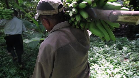 Men carrying plantains to their home in tropical climate, walking through jungle.
Worker carrying bananas through jungle. 
Banana Plantation workers. 