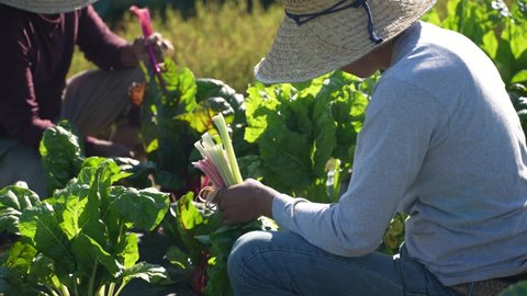 Closeup of two men picking colorful swiss chard wearing a straw hats on a farm in the morning.