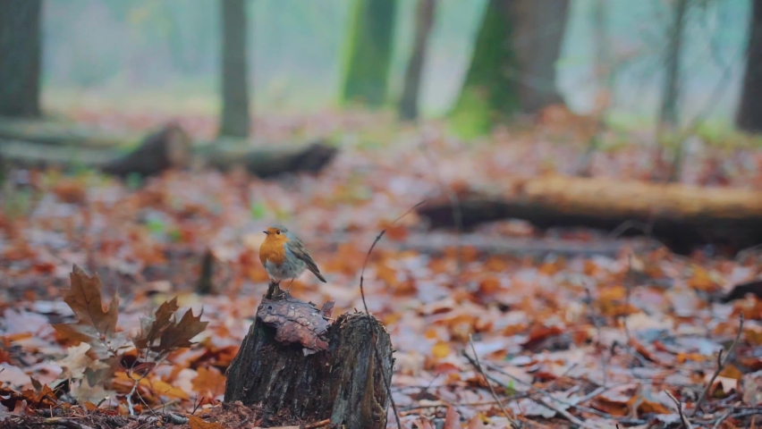 Robin Perched On Tree Stump On Forest Floor. Low Angle