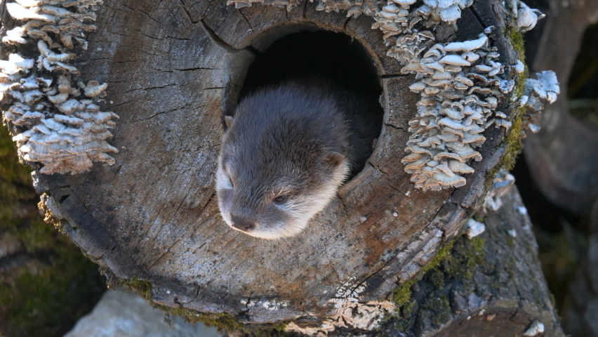 Cute Beaver resting in hole of wooden trunk during sunny day,close up shot. Pro Res High Quality footage.