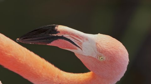 Vertical closeup of face of American flamingo turning head and beak