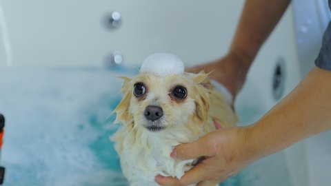 Slow motion 4k. The pet salon is bathing the Brown Pomeranian in the bathtub. Happy face of dog in the bathroom shower with foam. Take care the dog concept.
