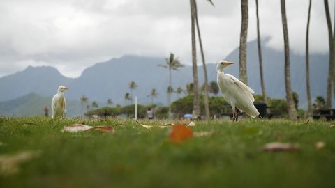Cattle Egret birds in Kualoa Regional Park, O'ahu Hawaii. Mid angle, parallax movement, slow motion, HD.