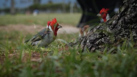 Red-Crested Carnival birds feeding in Kualoa Regional Park, O'ahu Hawaii. Mid angle, parallax movement, slow motion, HD.
