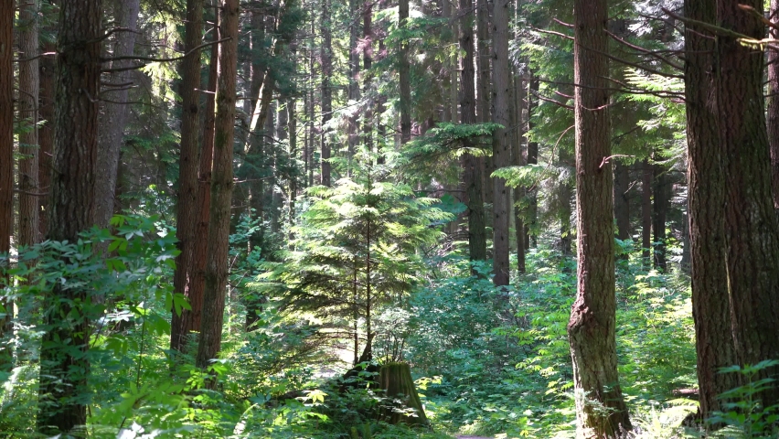 summer forest with nature sounds backgrounds in Stanley park Vancouver BC Canada
