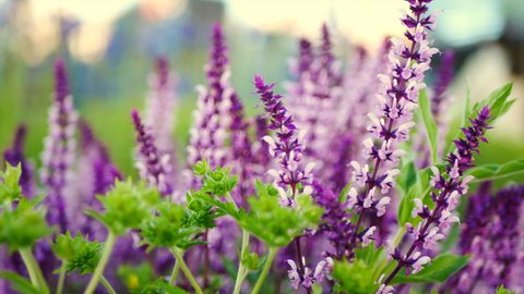 Blooming sage on a green flower bed. Beautiful purple flowers in the park swaying in the wind.Summer flowers