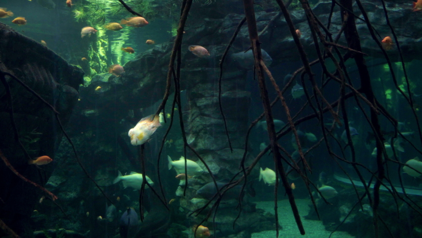 Brown pacu and retail catfish swimming past the camera in aquarium.  | Shutterstock HD Video #1074690701