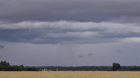 Stormy weather time lapse video. Wheat or rye field in Lithuania countryside on stormy summer day. Rain storm clouds float over the cereal field. The risk of harvest loss concept.