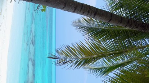 Palm tree on tropical beach. Caribbean landscape. Travel destinations. Vertical format video