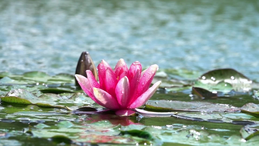 Close up video of a purple lotus flower in the water | Shutterstock HD Video #1074692567