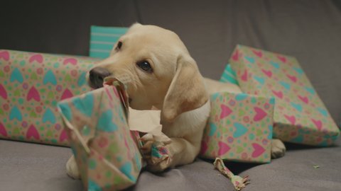 Charming Labrador retriever puppy gnawing unwrapping present laying on couch. Exited young dog happy to celebrate birthday with gifts.