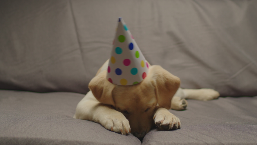 Cute Labrador retriever puppy ready to celebrate birthday laying on grey couch. 4 month old dog wearing party hat.