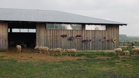 A flock of sheep lambs enters the stable hiding from the rain. Summer evening at the farm. wide angle
