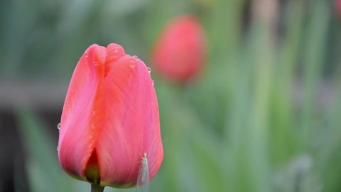 Realtime video of raindrops on red tulip bud flutter in wind in garden of private house. Nature spring awakening concept. Blooming flower bed.