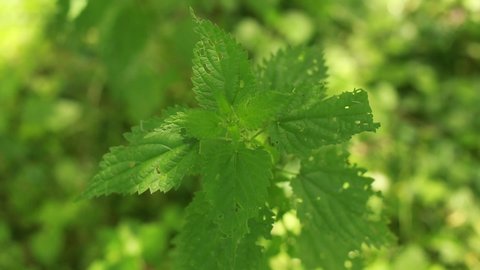 Video of a plant nettle. Nettle with fluffy green leaves. Background Plant nettle grows in the ground
