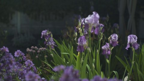 Watering Irises. Flowers covered with water drops.