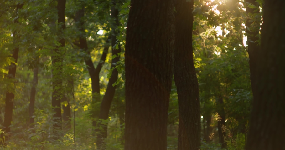 Walk in the Park on a Summer Sunny Day. Odessa. Victory Park.