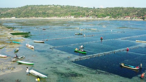 Aerial drone view of the seaweed plantations located on the island of Nusa Lembongan in Bali in Indonesia.