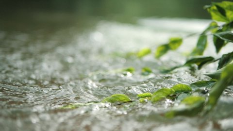 Close up shot of running water through the green leaves, Water clear stream river flowing in the deep forest, Slow motion