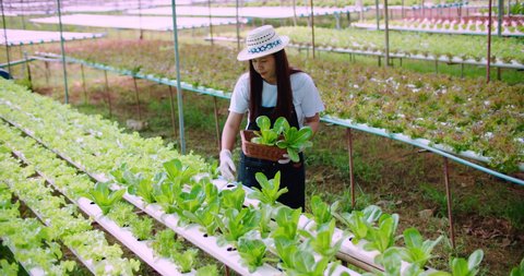 Asian female farmer with long hair wearing a hat, white t-shirt, white gloves, gray apron. Vegetables are being put in small baskets in a hydroponics vegetable farm in the foothills and nature.