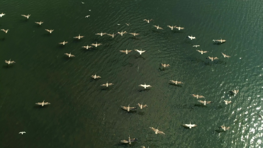 Flight above epic large flock of pelicans birds flying over blue lake in natural environment. Arnitology, birdwatching Beautiful migratory birds over sea water. Wildlife scenic nature landscape.  Royalty-Free Stock Footage #1074705947