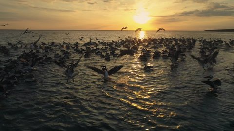 Epic large flock of wild birds nesting pelicans heron cranes dark silhouettes swim in sea lake and fly above at orange scenic orange sunset sun. Horizon. Slow motion stock movie. Aerial flight motion