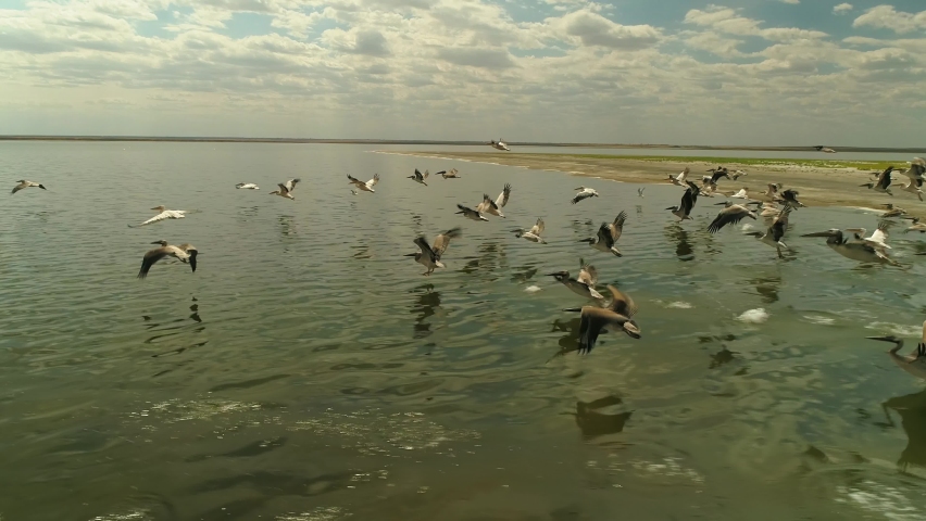 Flight together incredible large flock of birds pelicans cranes nesting fly over picturesque salt lake. Kalmykia Russia unique wildlife natural landscape. Arnitology avifauna. Cumulus clouds, horizon Royalty-Free Stock Footage #1074705953