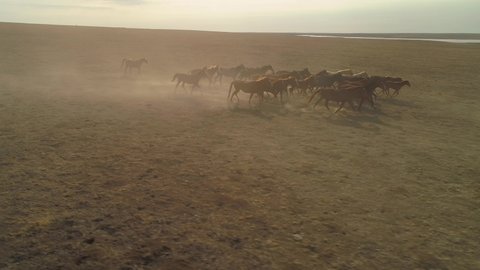 Aerial follow powerful large herd of red horses running at gallop in slow motion across dusty steppe field. Cinematic emotional natural countryside rural landscape. Free grazing freedom. 4K