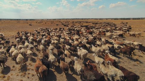 Aerial forward funny sheeps, rams large herd flock lambs on free grazing quickly run along endless steppe field. Livestock rural pasture. Abstract animal husbandry natural farm products advertisement