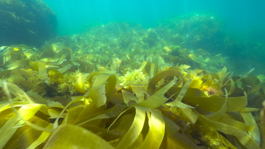Algae seaweeds underwater in the ocean (mostly kelp Laminaria), Eastern Atlantic, Spain, Galicia Royalty-Free Stock Footage #1074711758