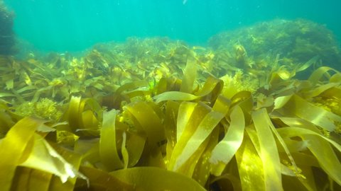 Algae seaweeds underwater in the ocean (mostly kelp Laminaria), Eastern Atlantic, Spain, Galicia