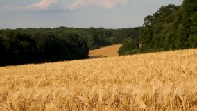 Golden wheat field harvest with clouds on vivid blue sky and blurred green trees in distance. Agriculture crops waving in wind on sunset