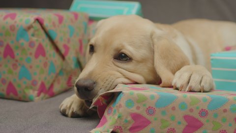 Pretty Labrador retriever puppy unwrapping present laying on couch. Exited young dog happy to celebrate birthday with gifts.
