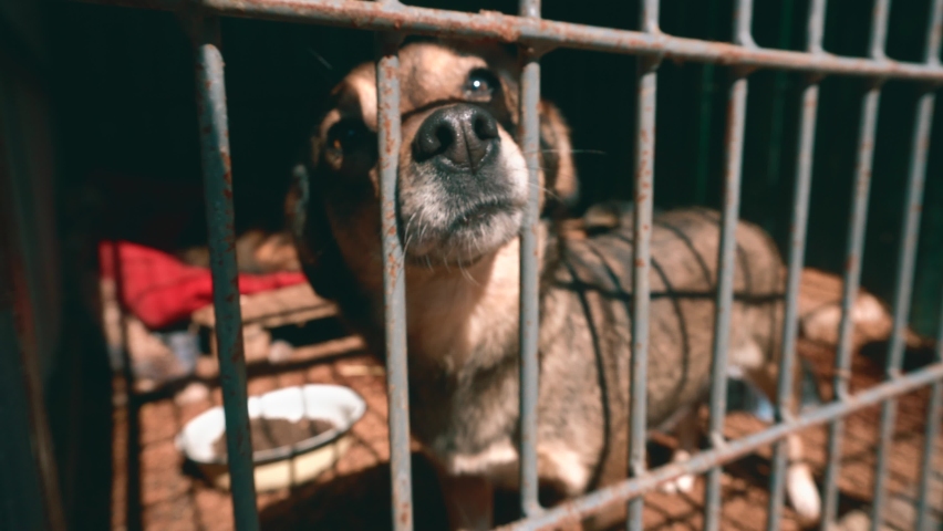 Footage of dogs in asylum cage. homeless dogs in a cage in animal shelter. Abandoned animal in captivity. | Shutterstock HD Video #1074714428