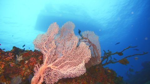 Стоковое видео: Gorgonian corals on the reef in maldives