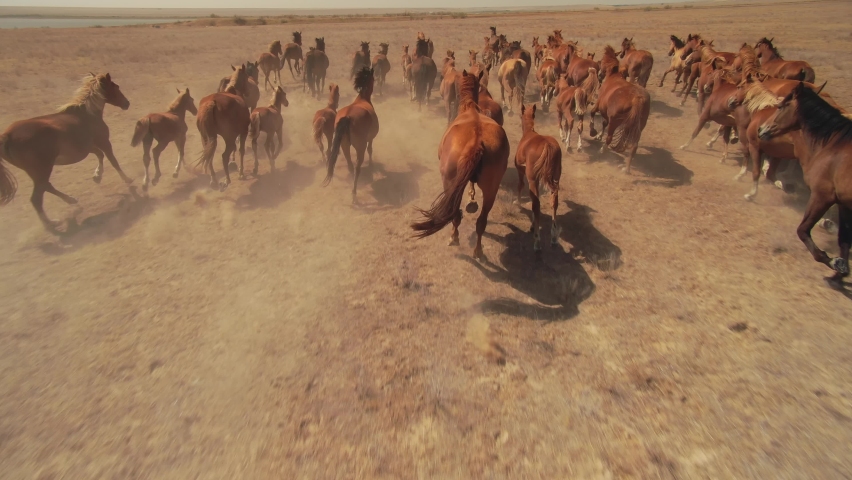 Epic aerial flight among large herd of horses galloping fast across endless dusty steppe field. Overtake strong powerful flock of equine. Horse racing. Freedom, power. Free grazing. Inspiring wildlife Royalty-Free Stock Footage #1074720320