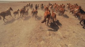 Epic aerial flight among large herd of horses galloping fast across endless dusty steppe field. Overtake strong powerful flock of equine. Horse racing. Freedom, power. Free grazing. Inspiring wildlife - Powered by Shutterstock - Get 15% off with code: PIKWIZARD15