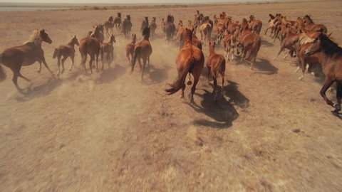Epic aerial flight among large herd of horses galloping fast across endless dusty steppe field. Overtake strong powerful flock of equine. Horse racing. Freedom, power. Free grazing. Inspiring wildlife